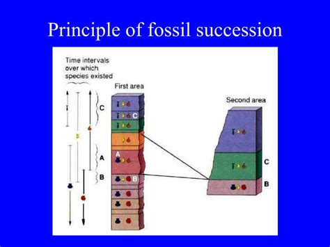 fossil succession definition.